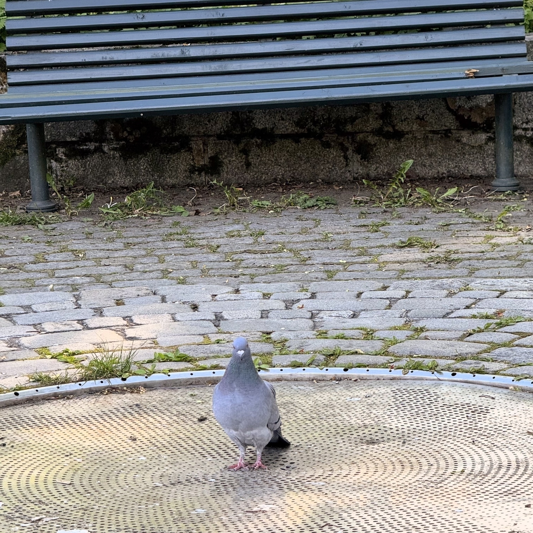 A pigeon stands on a circular metal surface in front of a park bench on a cobblestone path.